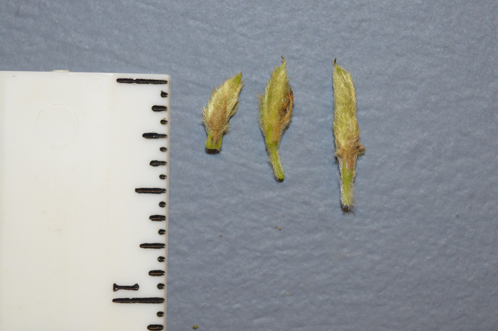 soybean fig8png